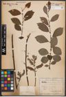 Foto von Salix caprea L. x Salix silesiaca Willd.